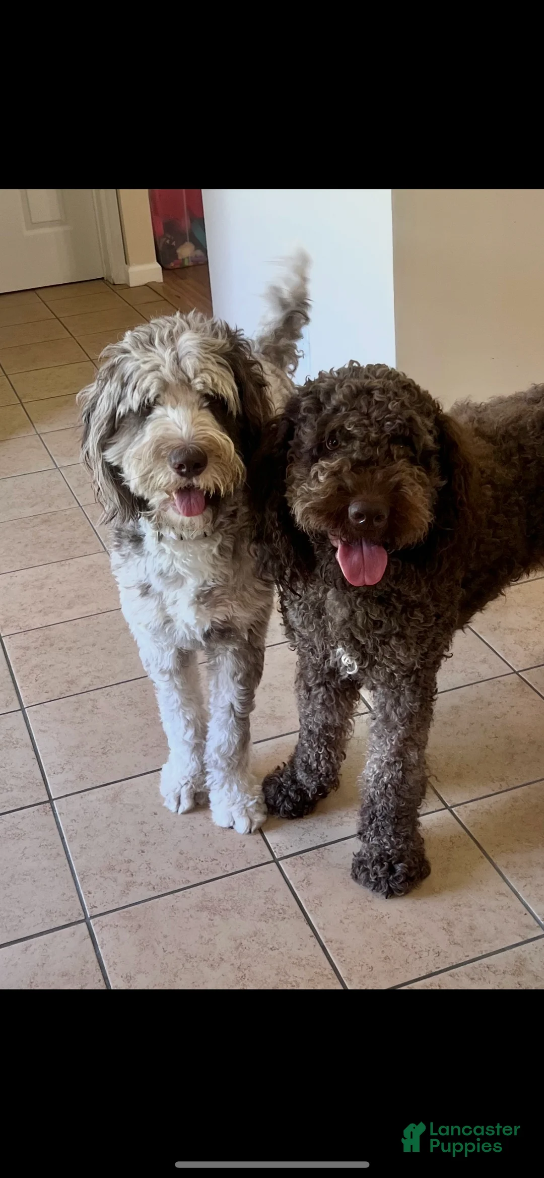 Double Doodle dogs for sale: Vixen - Ad 8