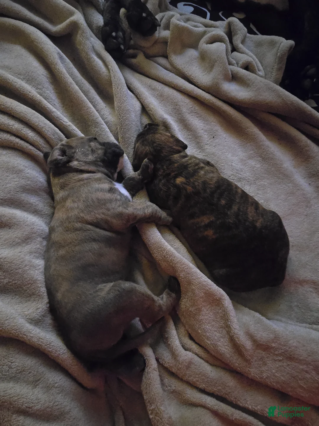 American Pit Bull Terrier dogs for sale: KLAUS  - Ad 1