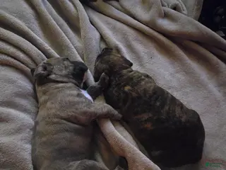 American Pit Bull Terrier dogs KLAUS - Ad 26