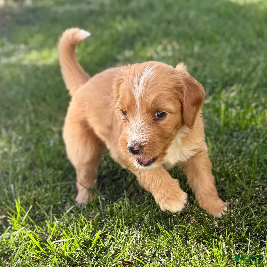 Bernedoodle dogs for sale: Pie - Ad 2