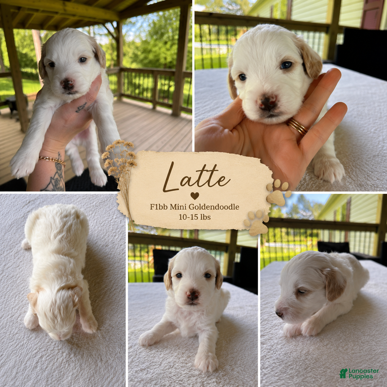 Mini Goldendoodle dogs LATTE🐾 - Male Available Abstract markings - Ad 20