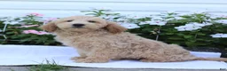 Mini Goldendoodle dogs for sale: Jaren - Ad 3