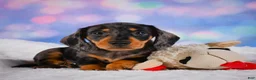 Miniature Dachshund dogs for sale: Rolex - Ad 13