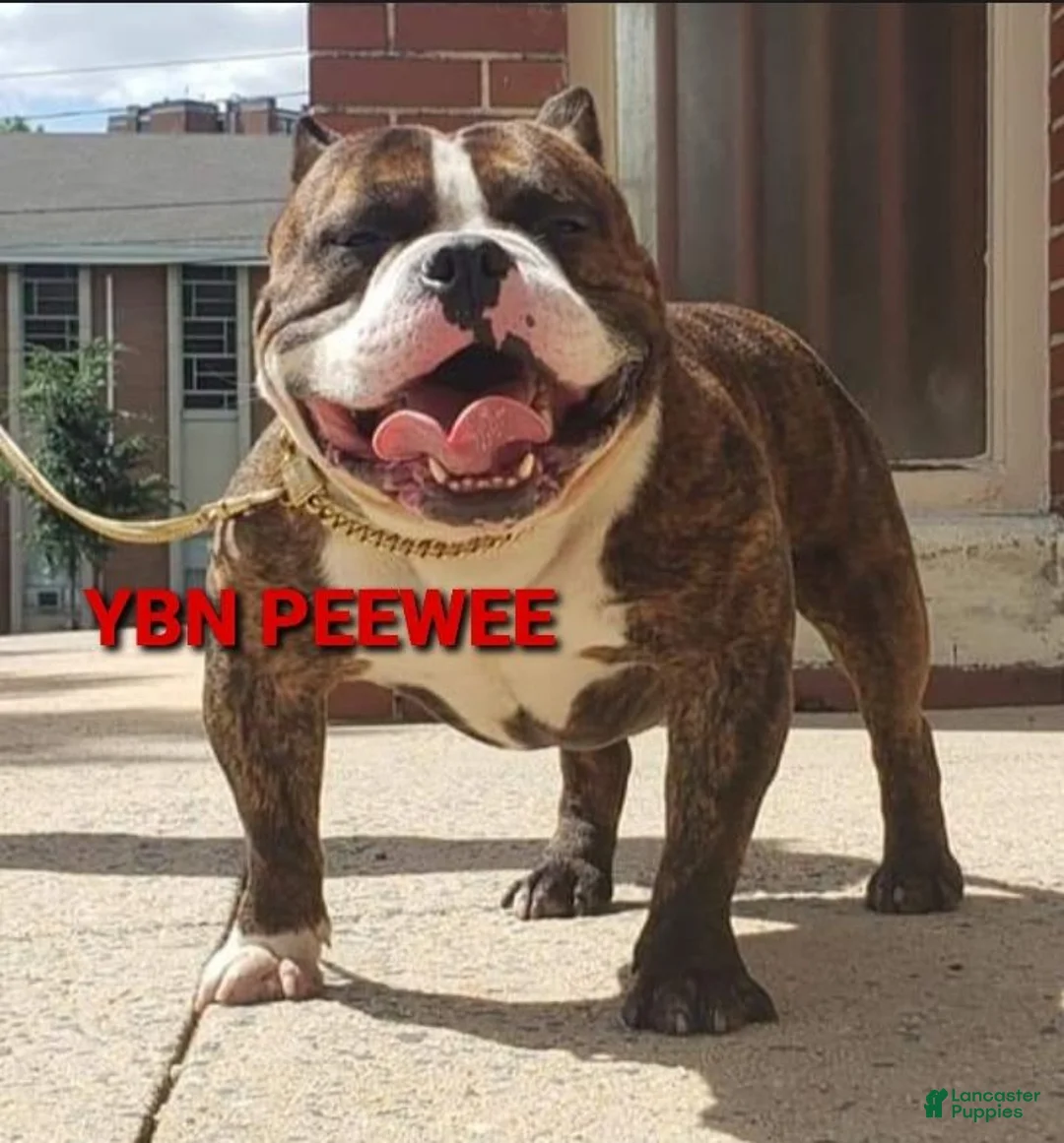 Gallery Image {{count}}