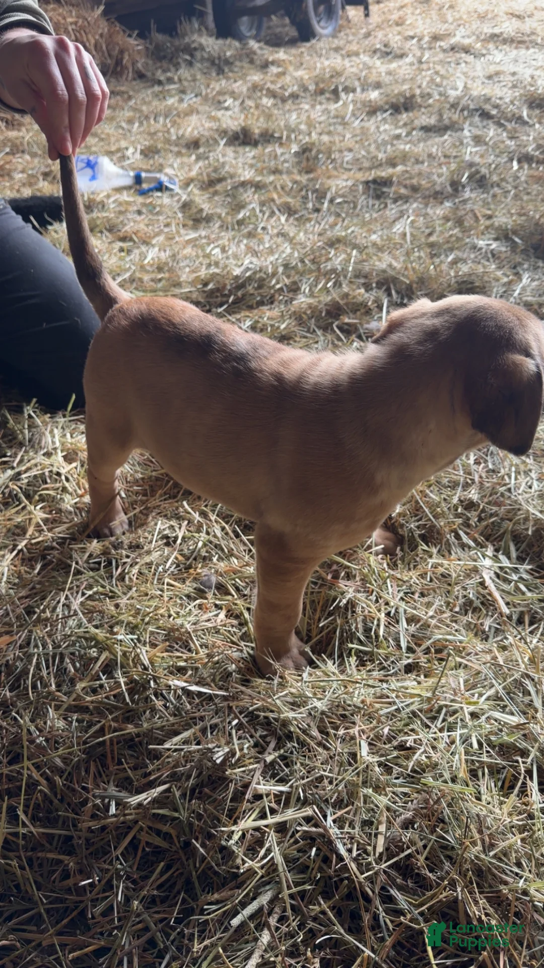 English Mastiff dogs for sale: English Mastiff Puppy 3 - Ad 3