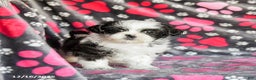 Shih Tzu dogs for sale: Sailor - Ad 3