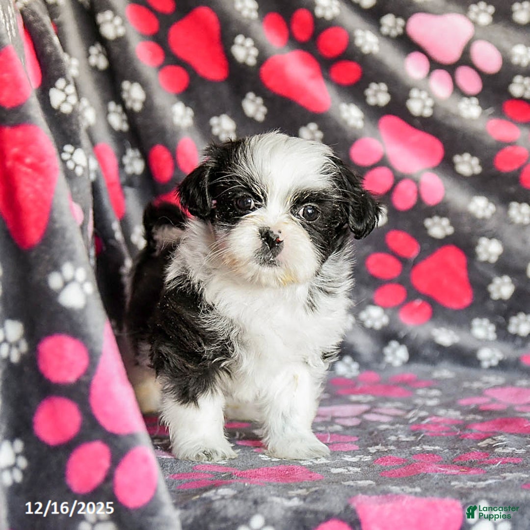 Shih Tzu dogs for sale: Sailor - Ad 3