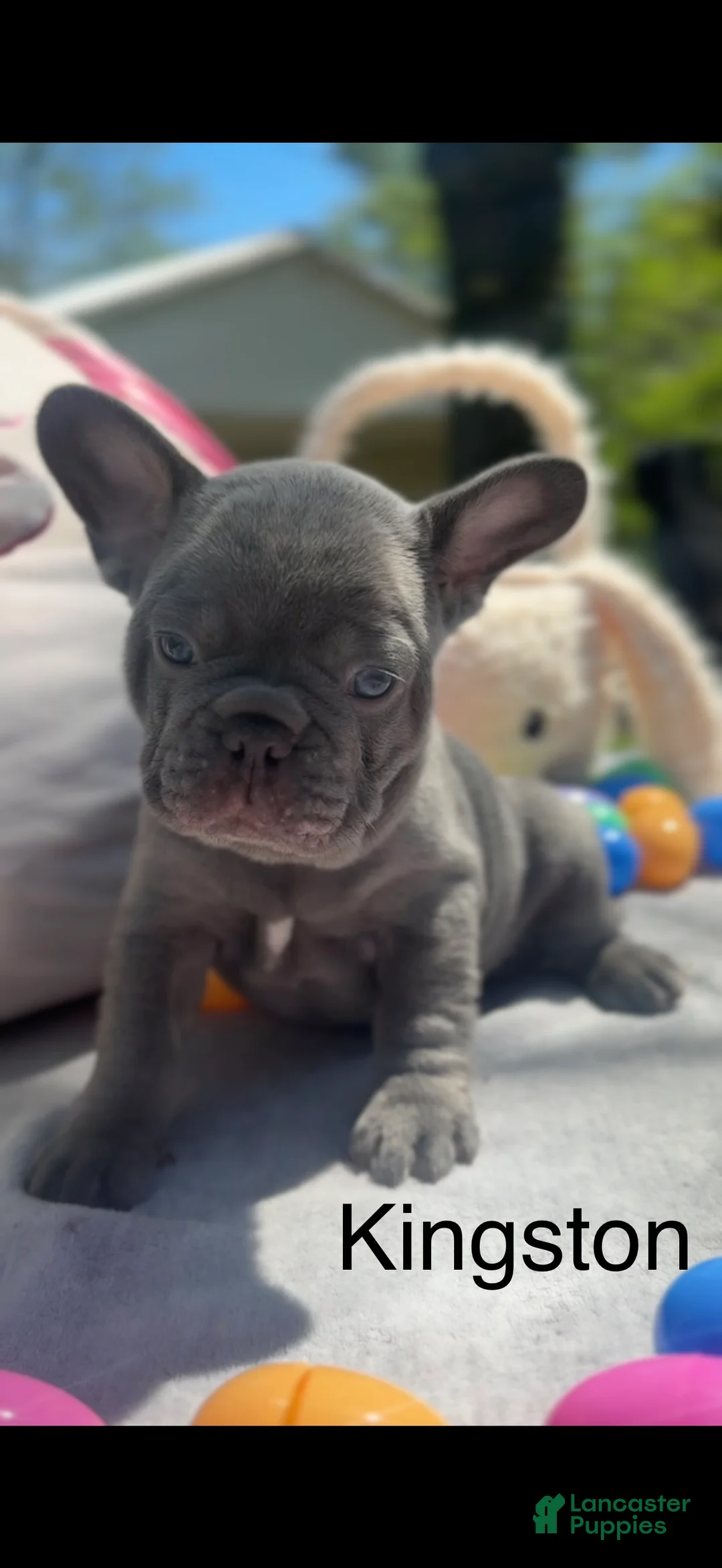 French Bulldog dogs for sale: Kingston  - Ad 2