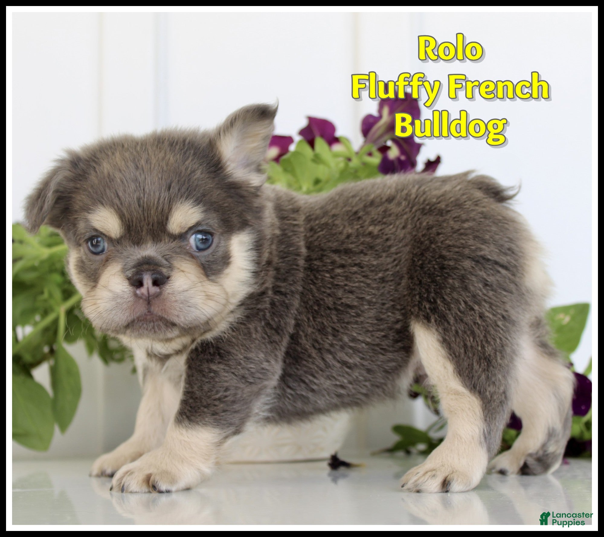 French Bulldog dogs Rolo - Ad 1