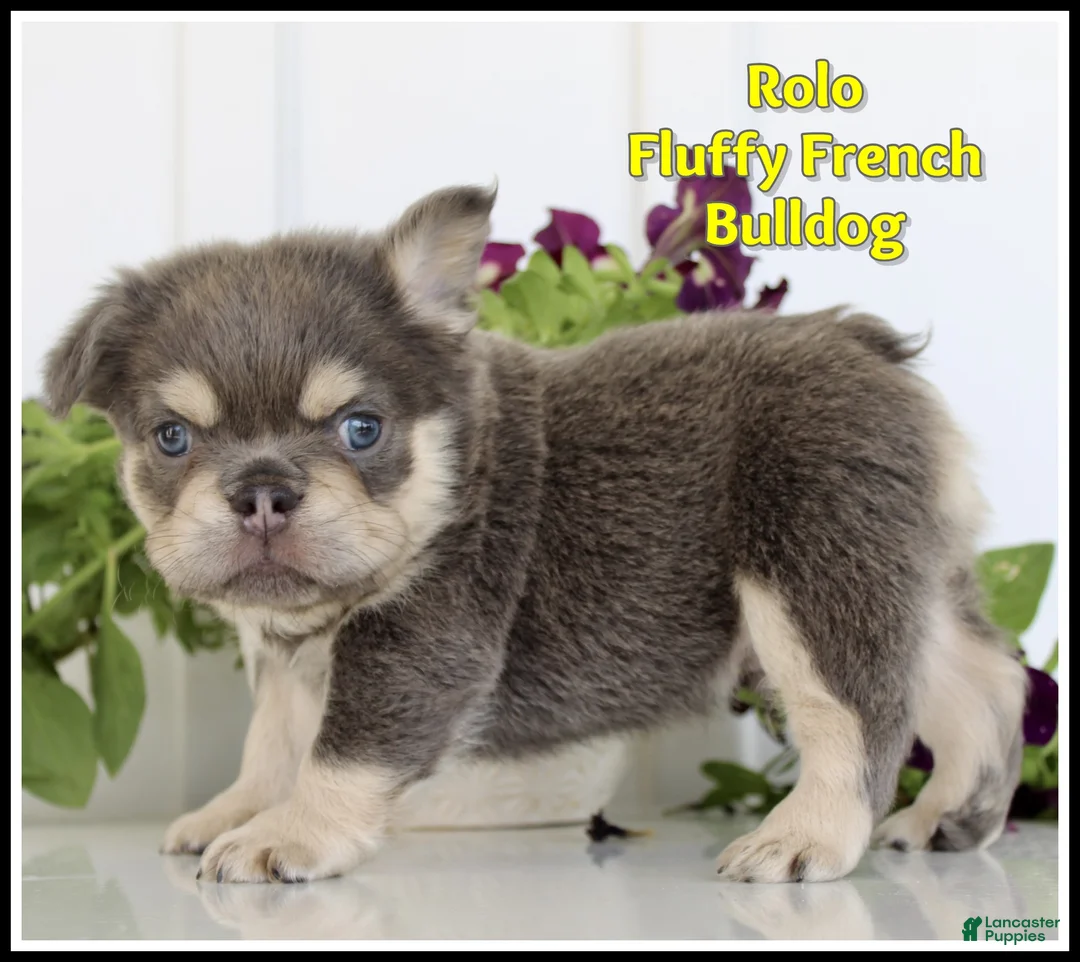 French Bulldog dogs for sale: Rolo - Ad 1