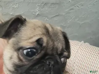 Pug dogs Bosso - Ad 4