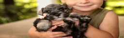 Miniature Schnauzer dogs for sale: Annabelle Miniature Schnauzer  - Ad 11