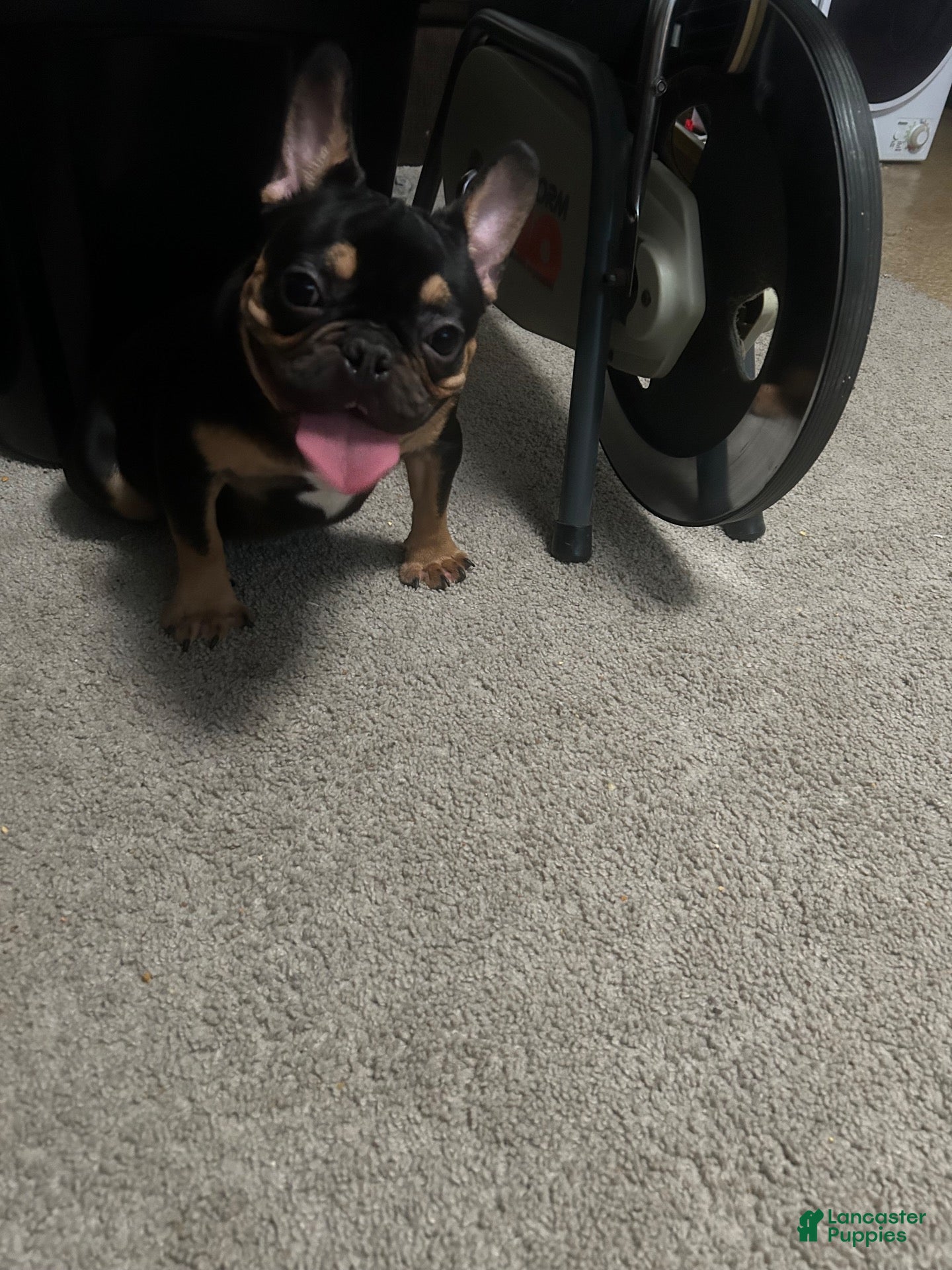 French Bulldog (French Bulldog, Male) in Concord, NC