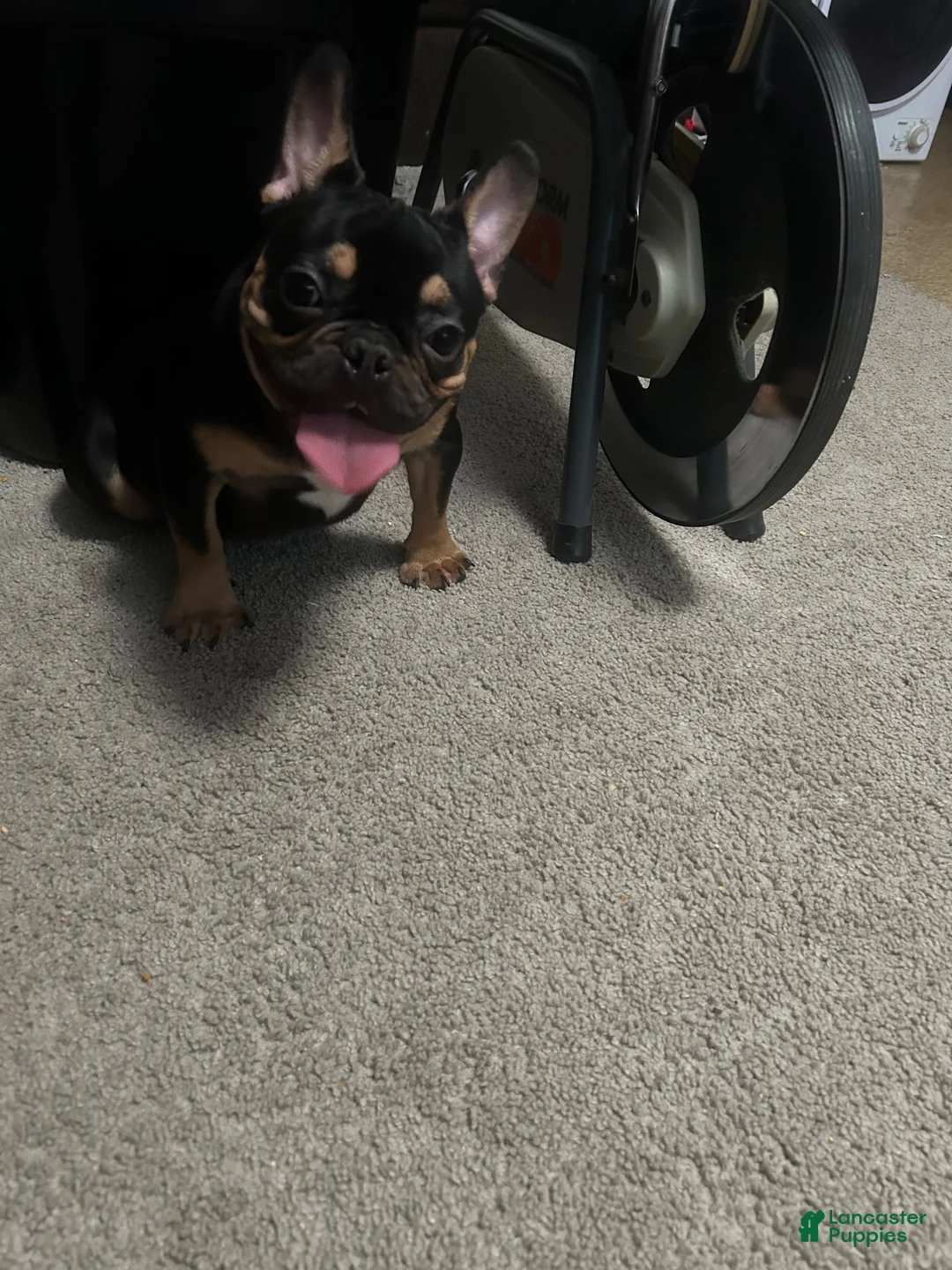 French Bulldog dogs for sale: French Bulldog 1 - Ad 1