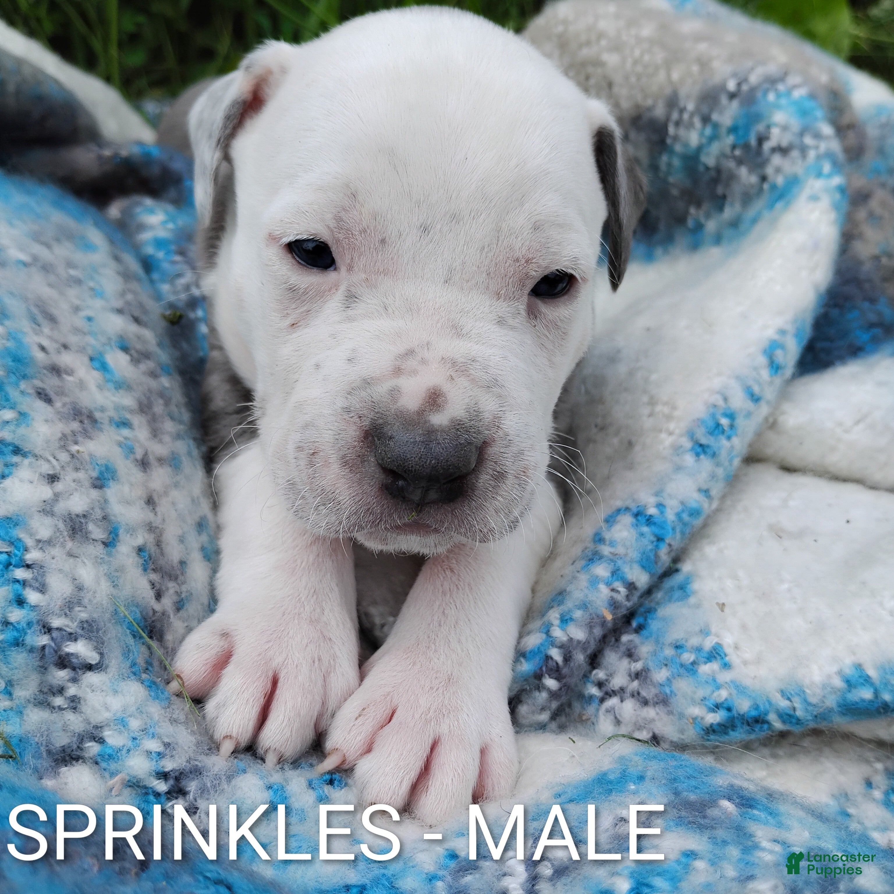 American Pit Bull Terrier dogs SPRINKLES  - Ad 2