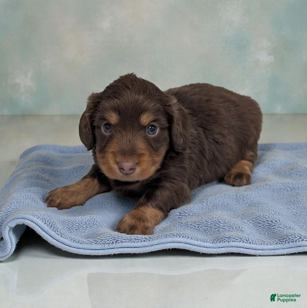 Miniature Dachshund dogs for sale: Shadow - Ad 1
