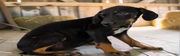 Catahoula Leopard Dog dogs for sale: Tracy II 2026 Male 3 - Ad 4