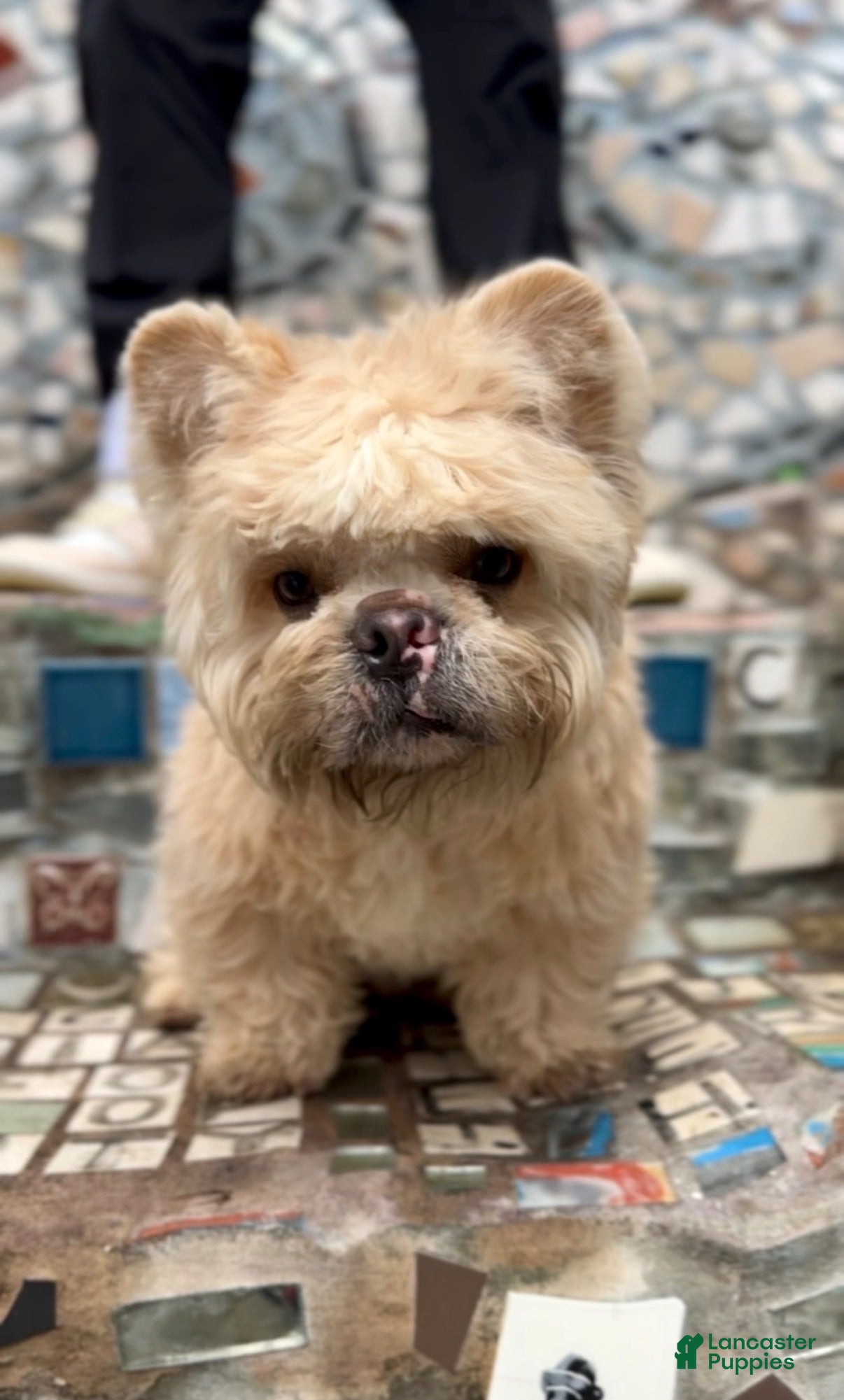 French Bulldog dogs for stud: Gemini Bear - Ad 2