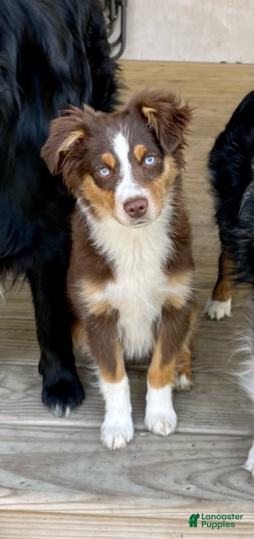 Gallery Image {{count}}