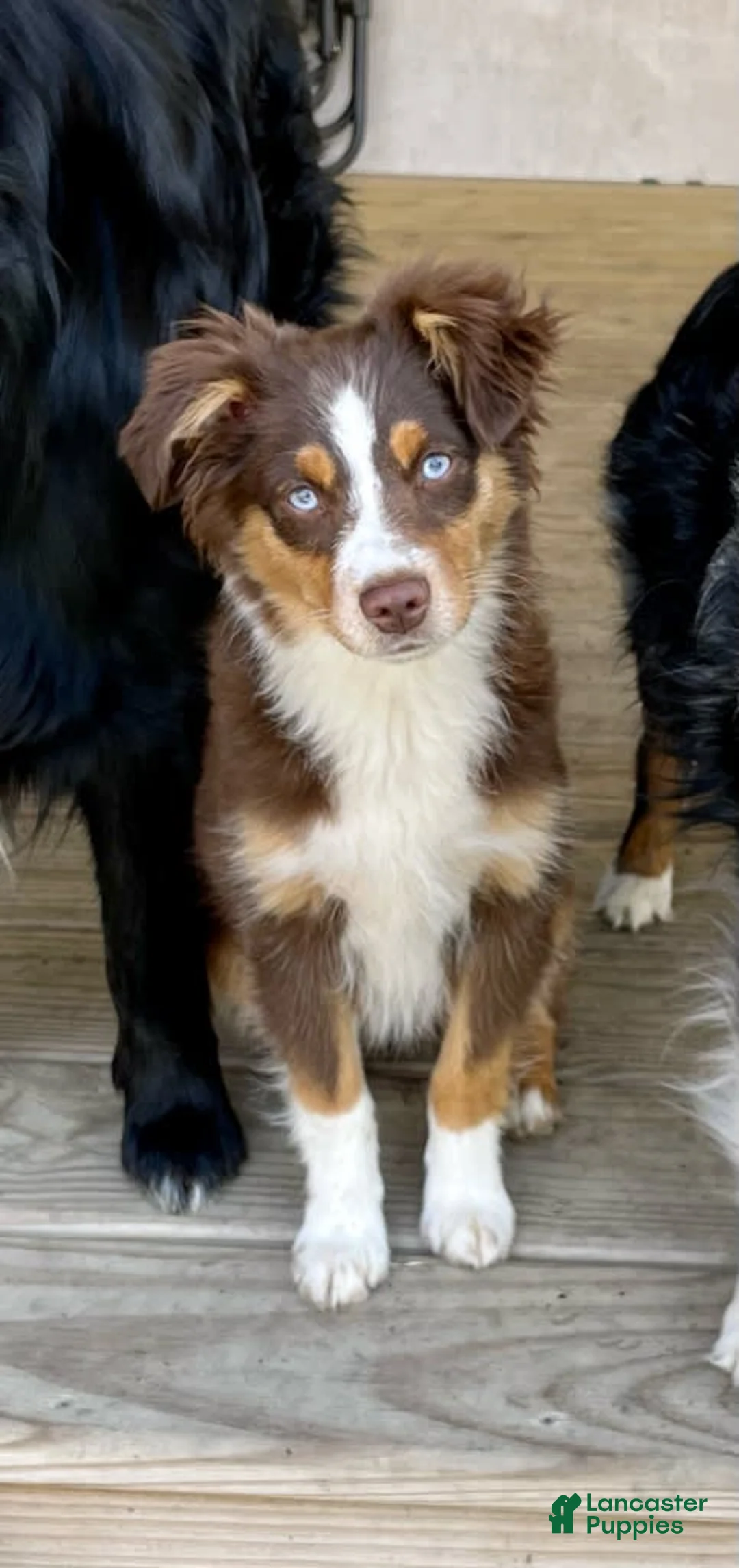 Gallery Image {{count}}