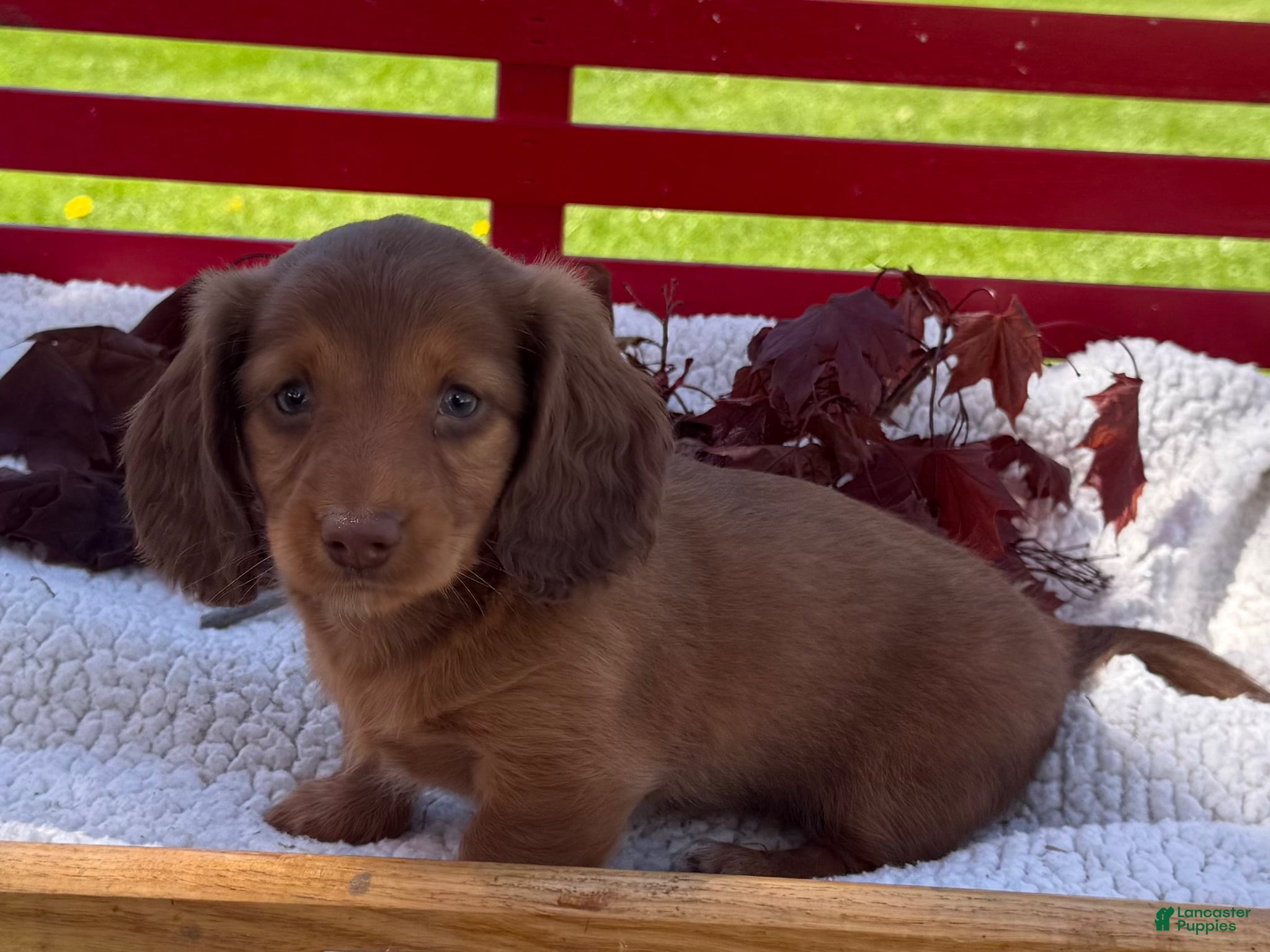 Miniature Dachshund dogs Bella - Ad 2