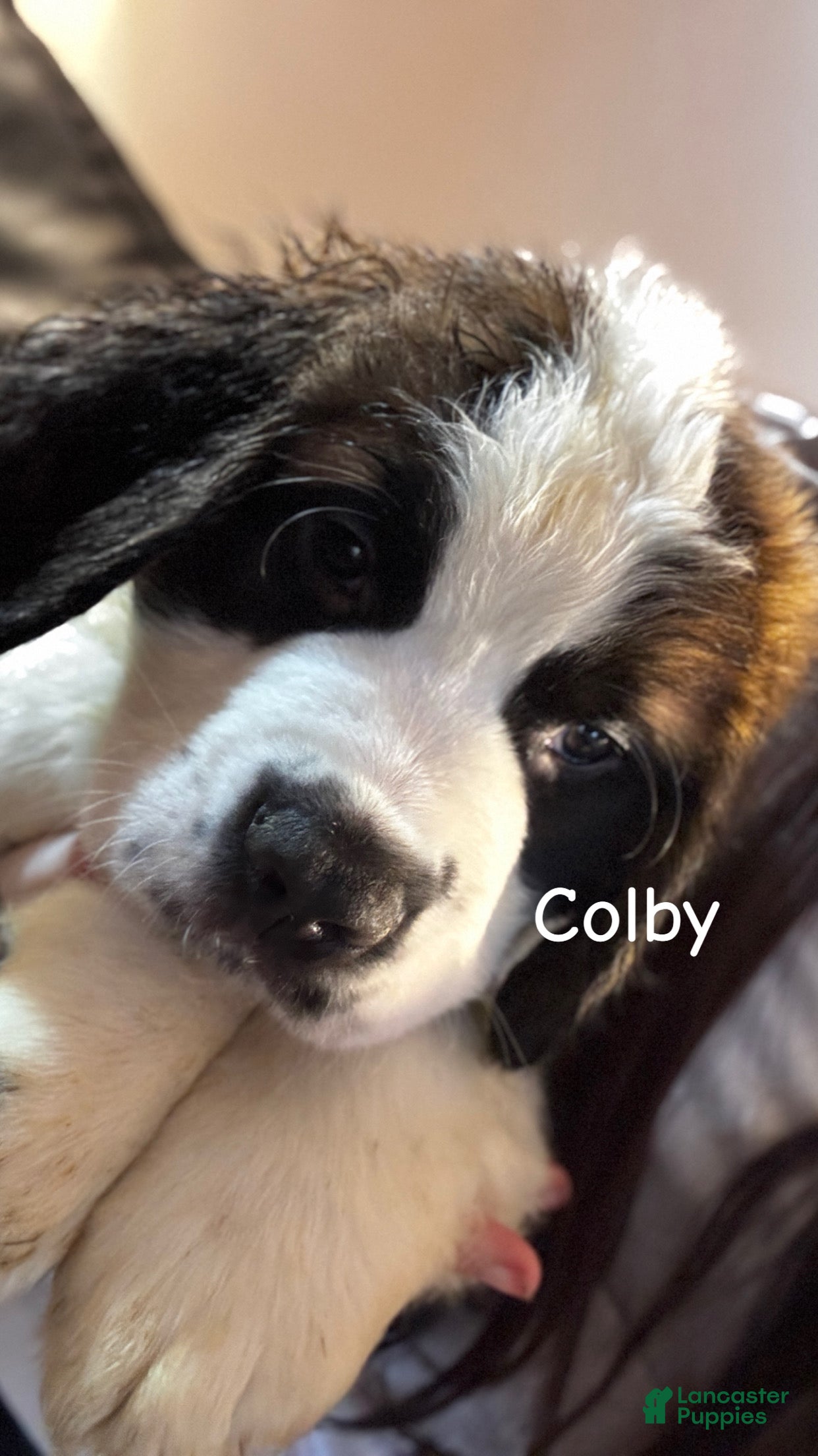 Saint Bernard dogs Colby  - Ad 1