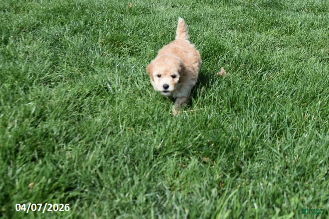 Bichpoo dogs for sale: Brianna - Ad 2