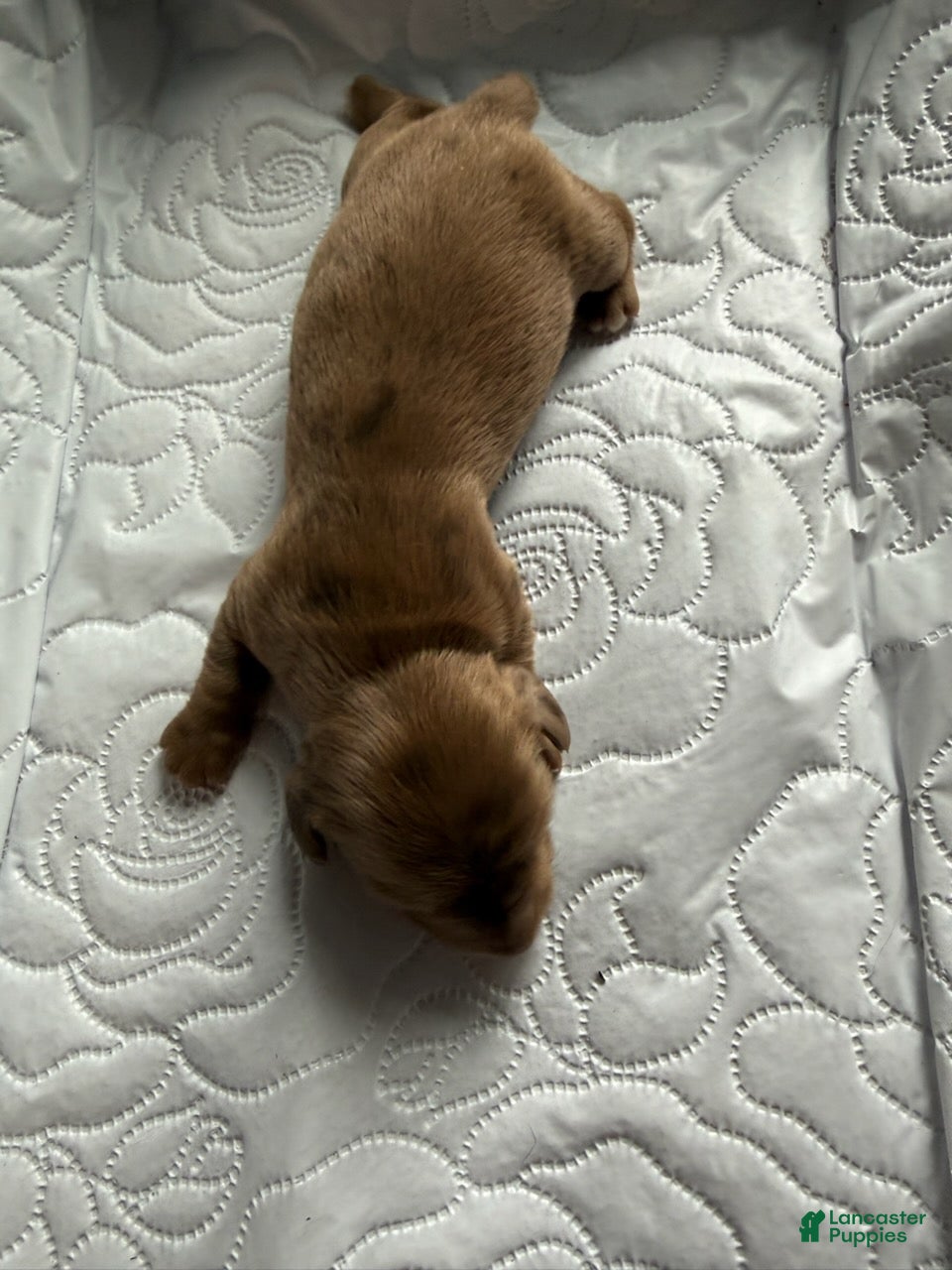 Miniature Dachshund dogs Major - Ad 1