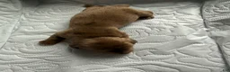 Miniature Dachshund dogs for sale: Major - Ad 1