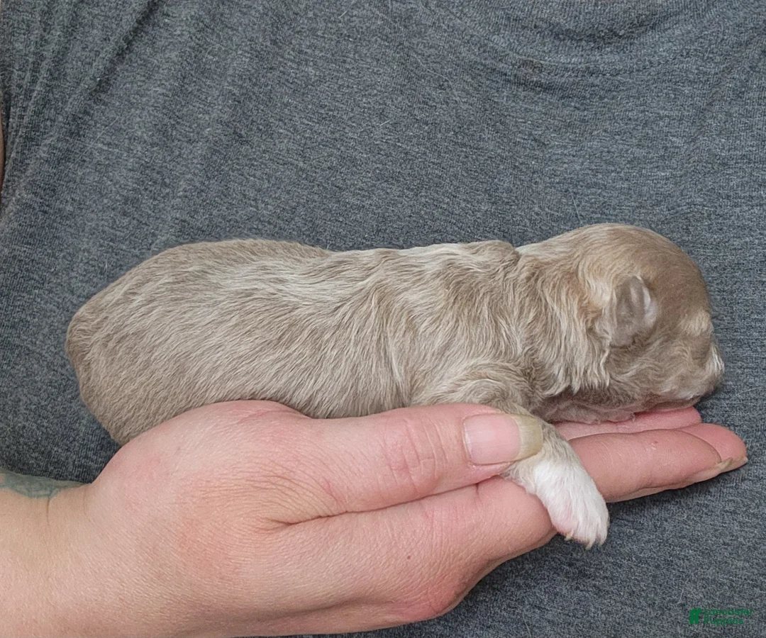 Chihuahua dogs for sale: NOVA - Ad 2