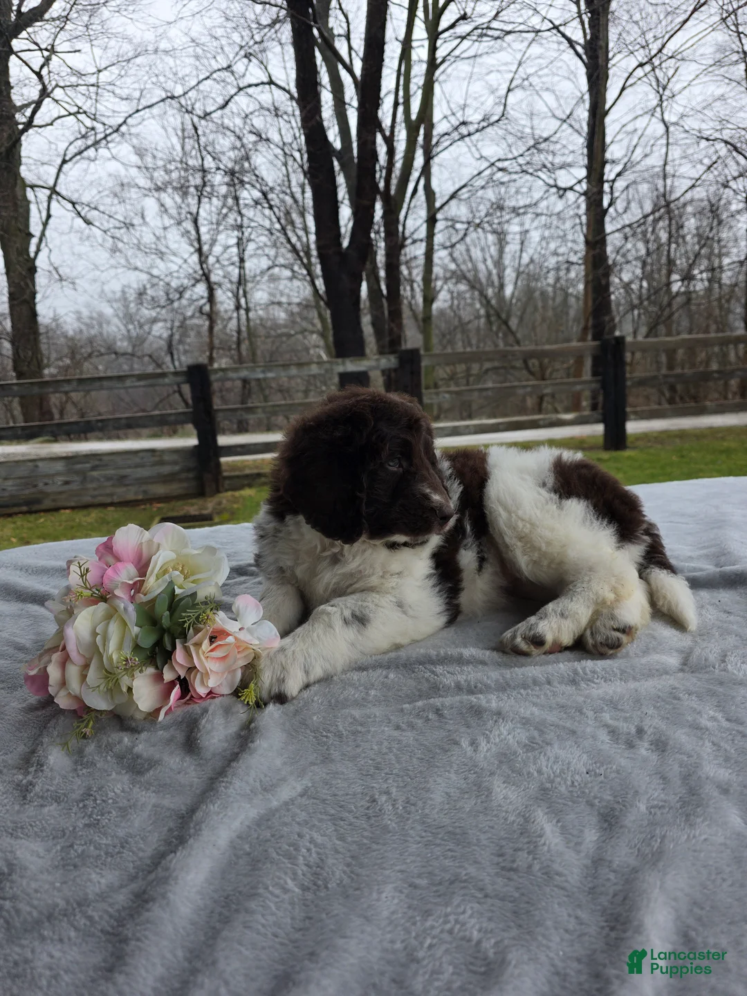 Newfypoo dogs for sale: Willie - Ad 8