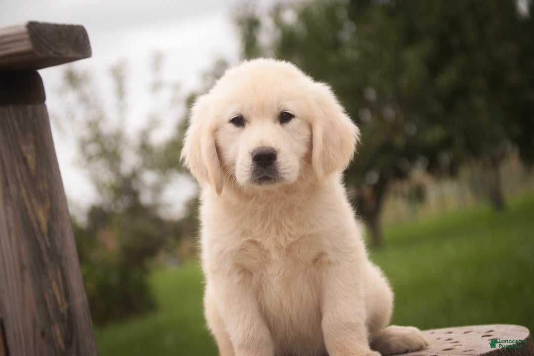 Golden Retriever dogs Norah - Ad 2