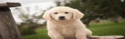 Golden Retriever dogs for sale: Norah - Ad 2