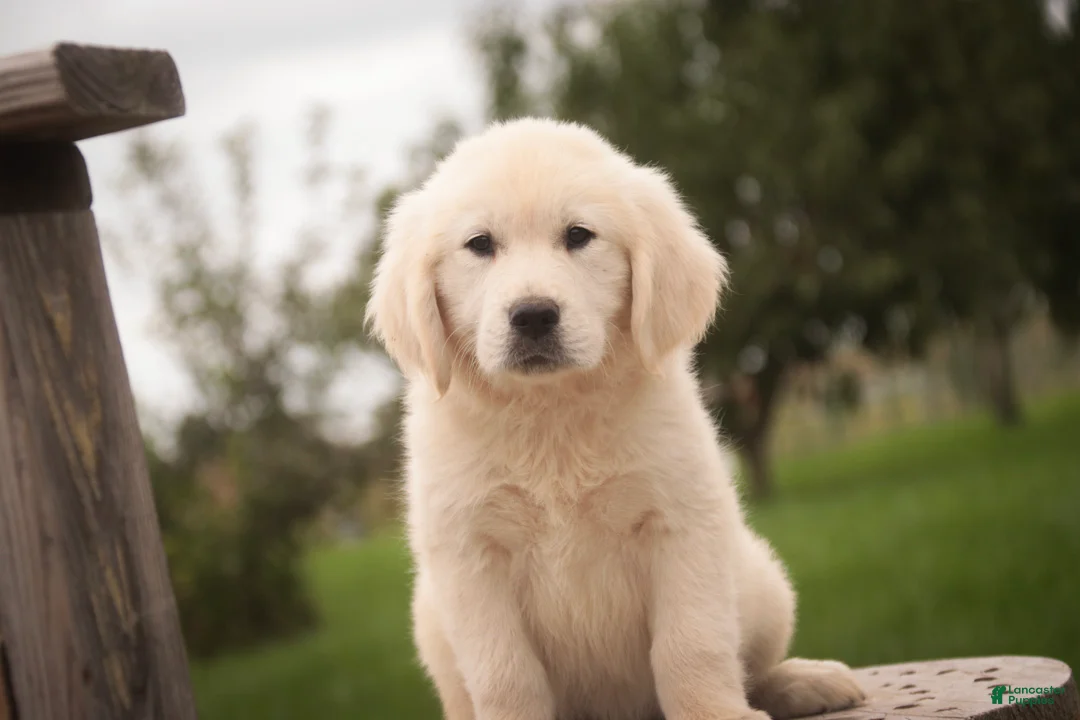 Golden Retriever dogs for sale: Norah - Ad 2