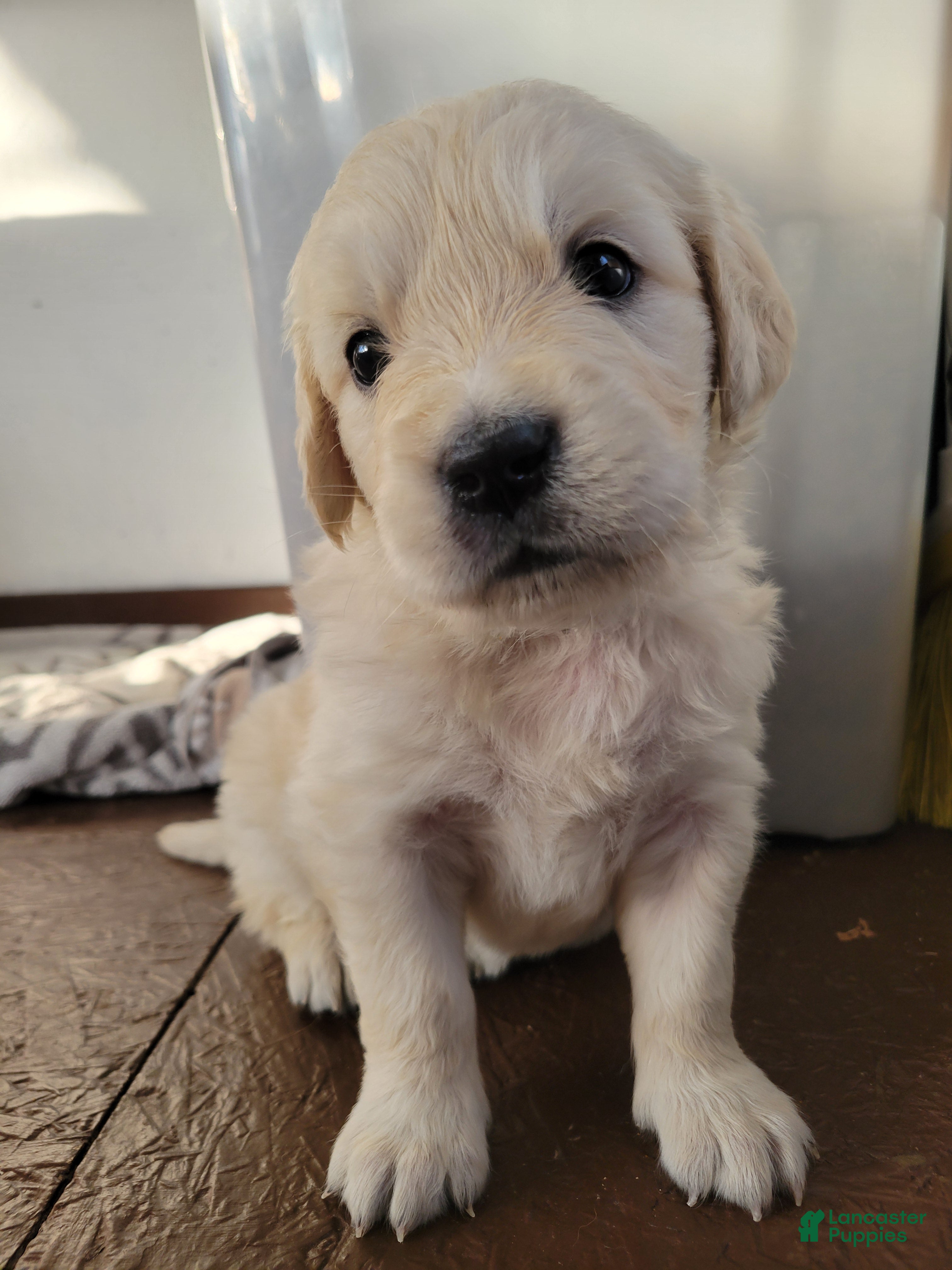 Golden Retriever dogs Apple Jacks  - Ad 1