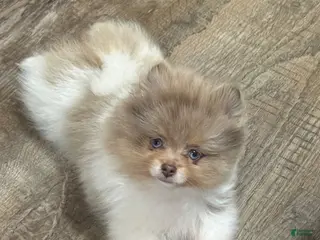 Pomeranian dogs #3 Cosmos - Ad 17