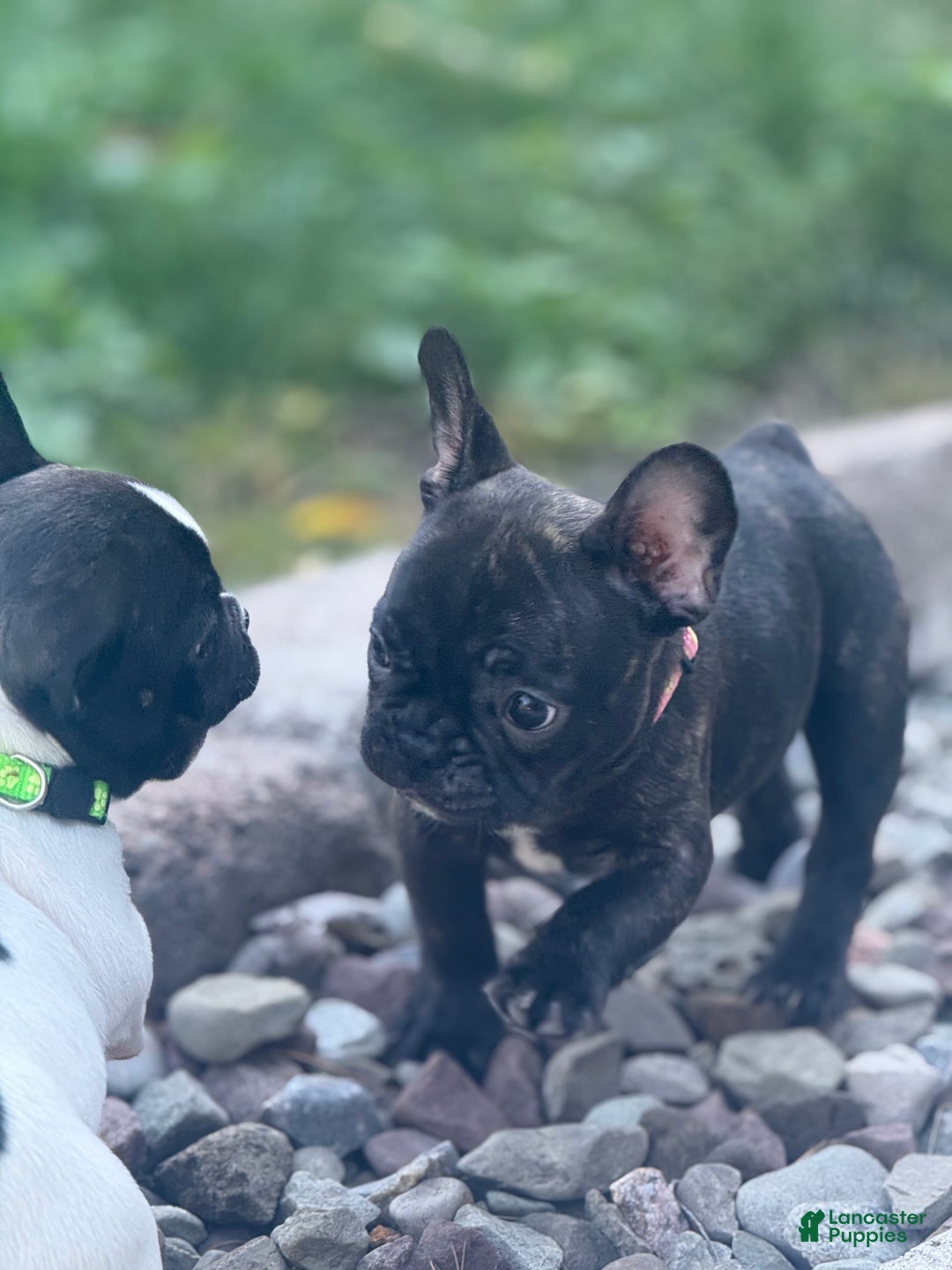 French Bulldog dogs for sale: French Bulldog Puppy 2 - Ad 5