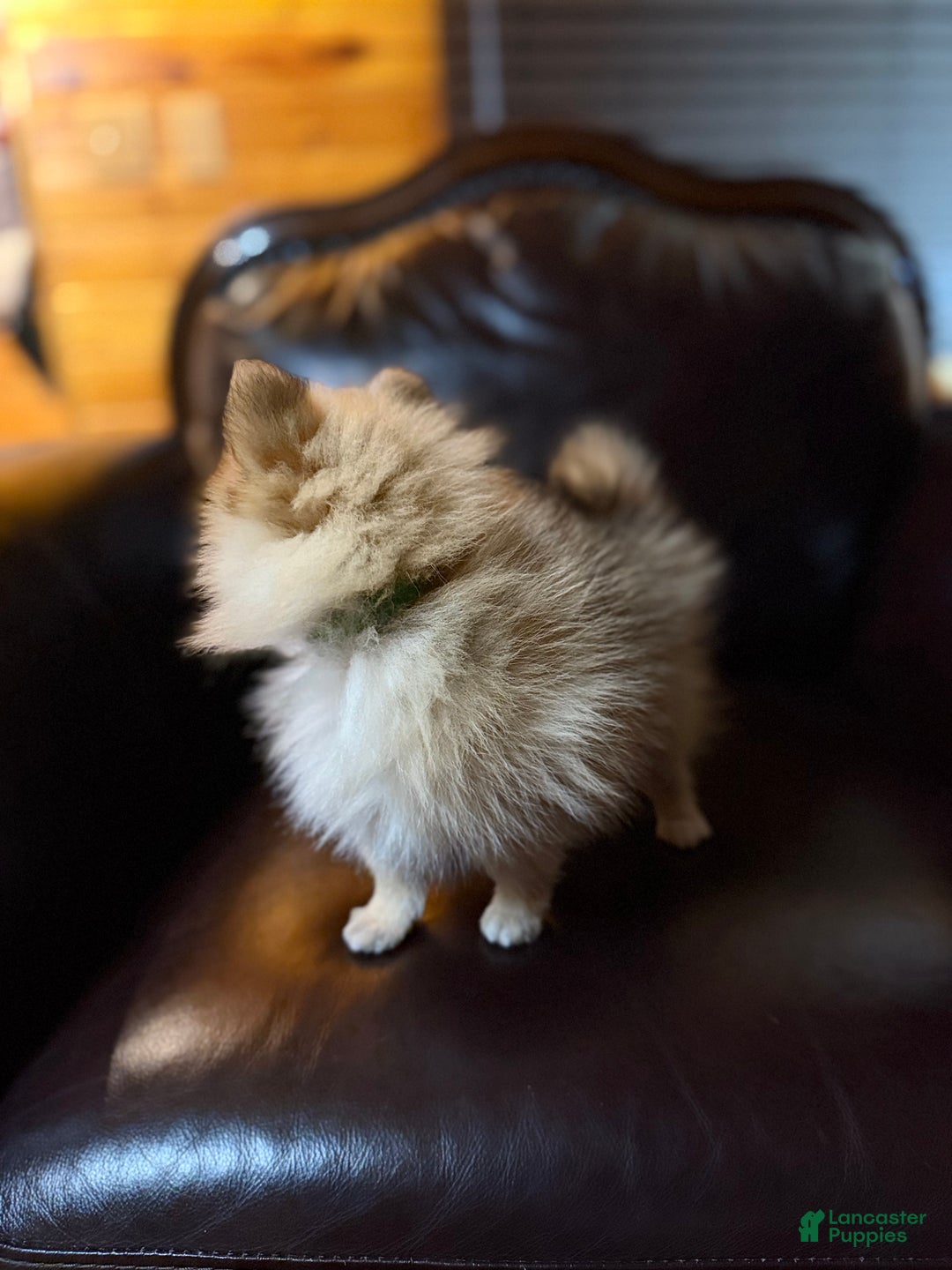 Pomeranian dogs for sale: Tiny Tim  - Ad 7