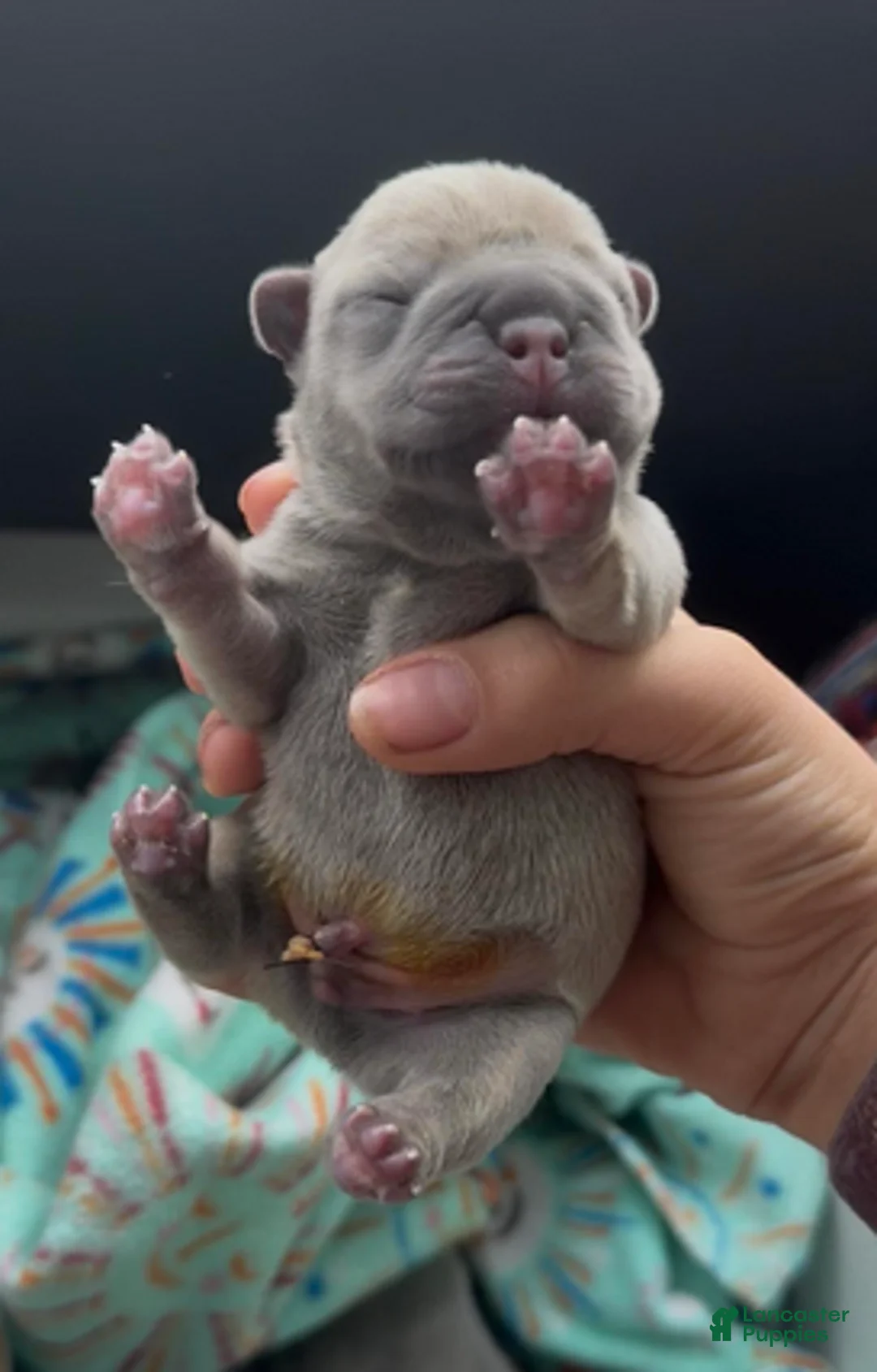 French Bulldog dogs for sale: Blue Fawn Boy 2 - Ad 1