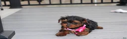 Yorkiepoo dogs for sale: Ella  - Ad 7