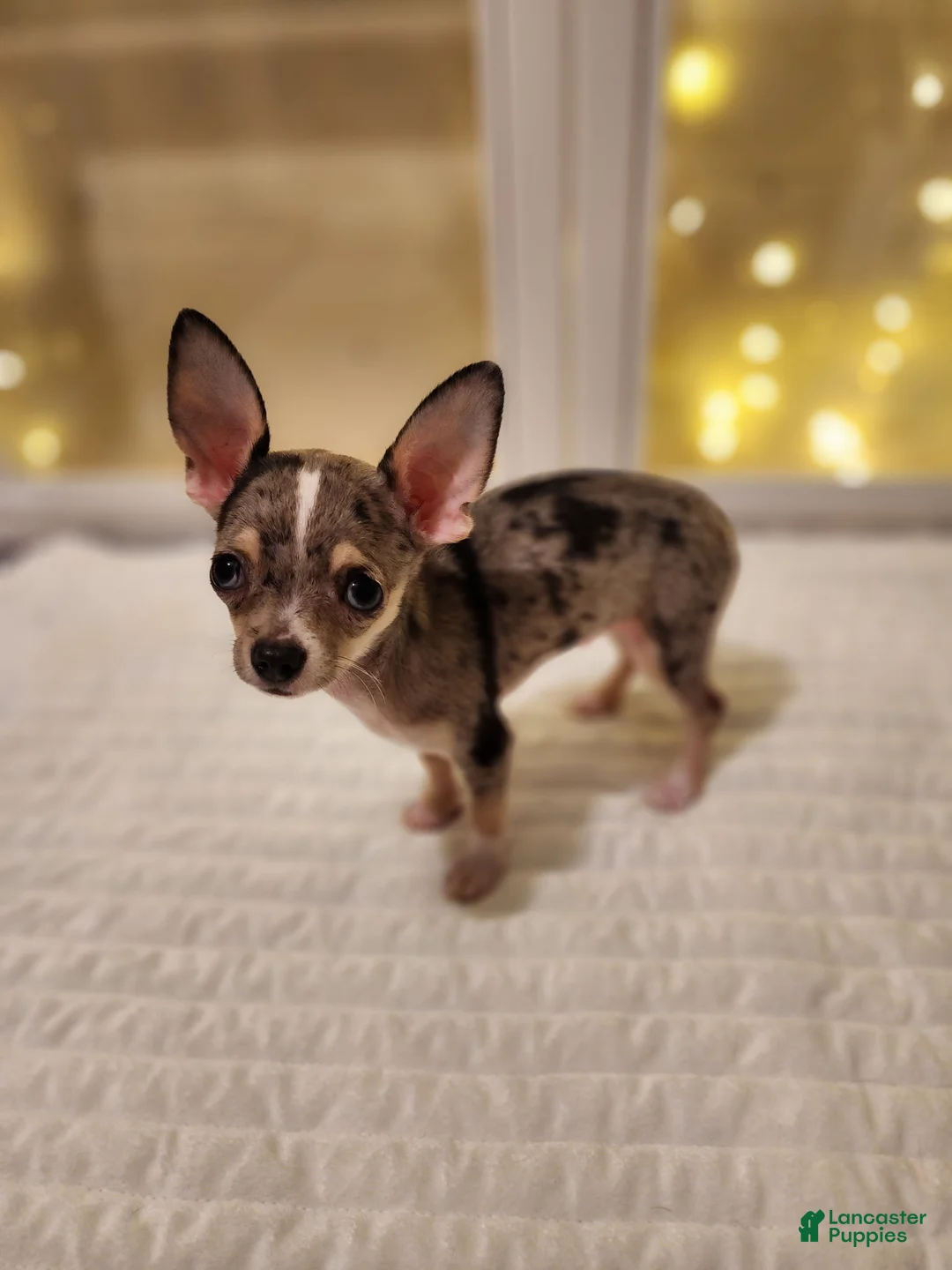 Chihuahua dogs for sale: Toy bentley - Ad 2