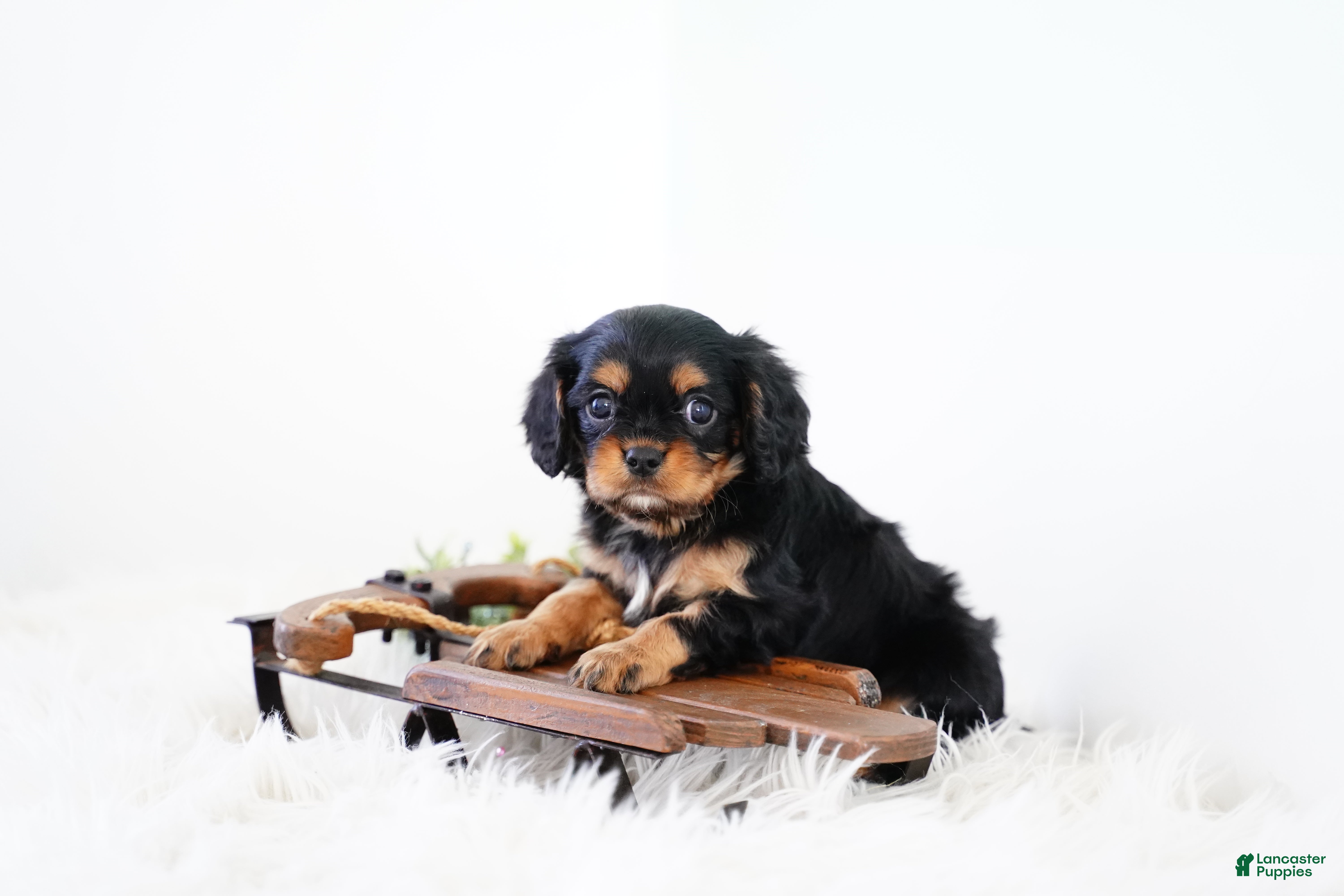 Cavalier King Charles Spaniel dogs Rudolph - Ad 35