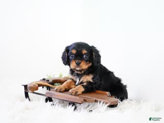 Cavalier King Charles Spaniel dogs Rudolph - Ad 2