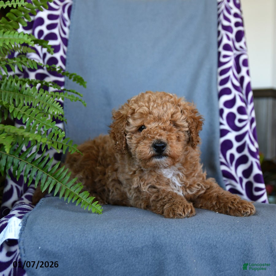 Miniature Poodle dogs Bouncer - Ad 16