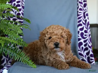 Miniature Poodle dogs Bouncer - Ad 7