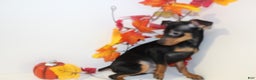 Miniature Pinscher dogs for sale: Rocky - Ad 4