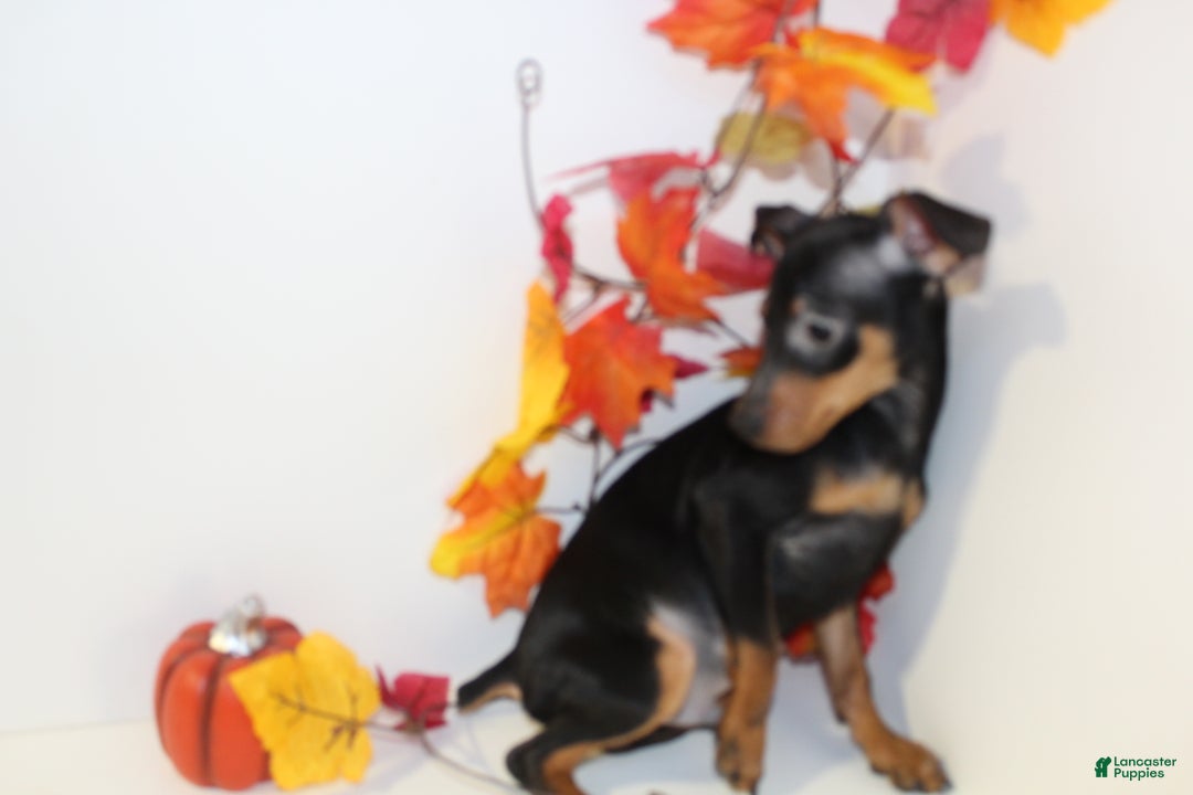 Miniature Pinscher dogs for sale: Rocky - Ad 4