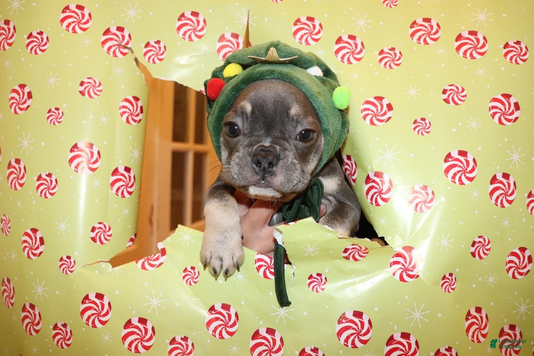 French Bulldog dogs for sale: Melo  - Ad 1