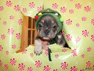 French Bulldog dogs Melo - Ad 37