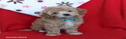 Maltipoo dogs for sale: Sparky - Ad 4